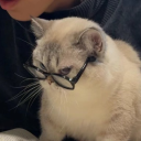 avatar Dilophosaurus