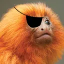 greenjacketguy