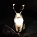 fearfulcheez avatar