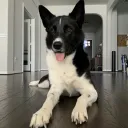 creeperzoid