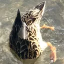 quackerpantaloons