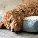 .sillyrabbit22