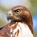 delotaa