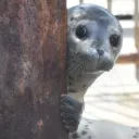 stringonaworm