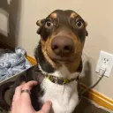 samj_