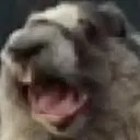 wolfmanwolf