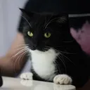 mortifiedthepenguin