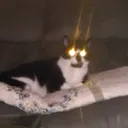 laz3rcat