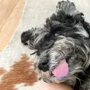 kipi