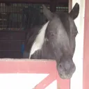 ivorypal