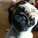 pete1985