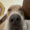 xhapy