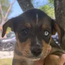 bozotron
