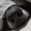zazzy_
