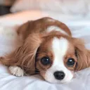 lpflea