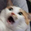 cupcat233