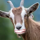 goatcode