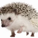 xandyschiefer