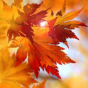 AutumnLeaves