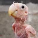 mlgnoot