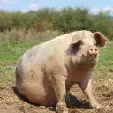 thousandpoundpig