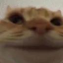 prnvgoeshome