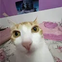 .rodrigo_