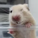 _danke