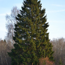 Graanen