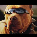 skippyo.