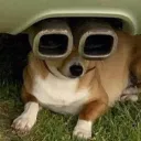 dogbear209