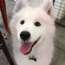 wholesomepupper0985
