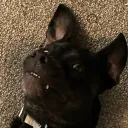 demonmonkey11