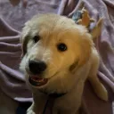 bearfu