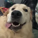 bearfu