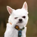.glassfox