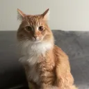 sweetnsowa
