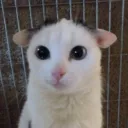 sootopolis