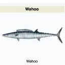 davethefish.