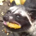justgoron