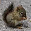 the_rabidsquirel