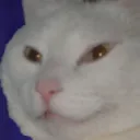 nootnoot8492