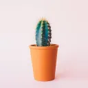 cactus_1337