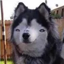 husky_9121