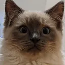 smog_