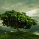 darootleafstorm