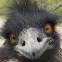 canadianemu