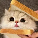sgt.butter