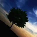trees