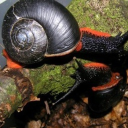 avatar 🎹🐠NORMAL RATS